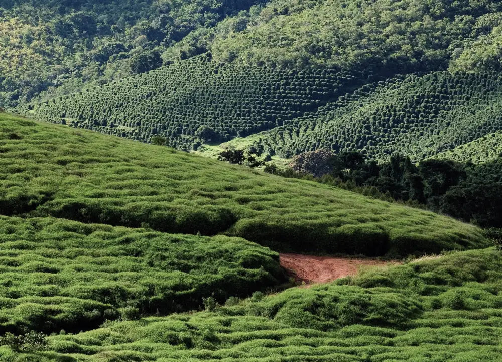 Große grüne Kaffeeplantage 
